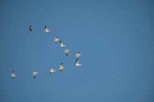 Server migration planning